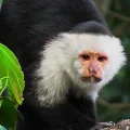 White Faced Capuchin